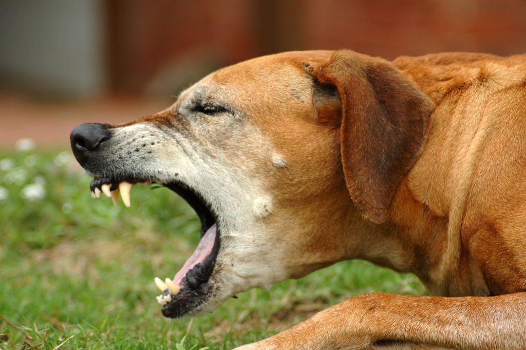 Кашель у животных – наиболее частая причина обращения к ветеринару
