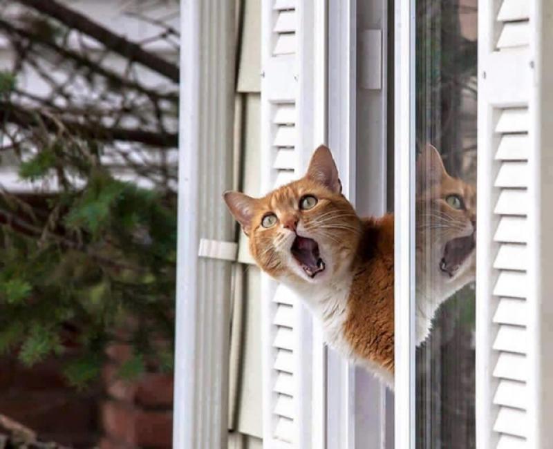 Падение кошек из окон в летнее время